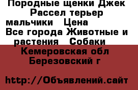 Породные щенки Джек Рассел терьер-мальчики › Цена ­ 40 000 - Все города Животные и растения » Собаки   . Кемеровская обл.,Березовский г.